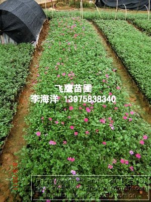 湖南綠化工程小苗景觀工程的發(fā)展與價(jià)值