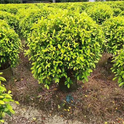 黃金榕球在景觀工程中的應(yīng)用與養(yǎng)護(hù)