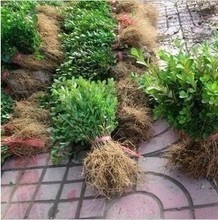 瓜子黃楊樹在景觀工程中的產(chǎn)品參考與應(yīng)用指南