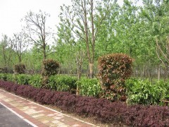 濰坊一諾千金園林綠化工程公司 專業(yè)景觀工程與苗木供應(yīng)平臺(tái)