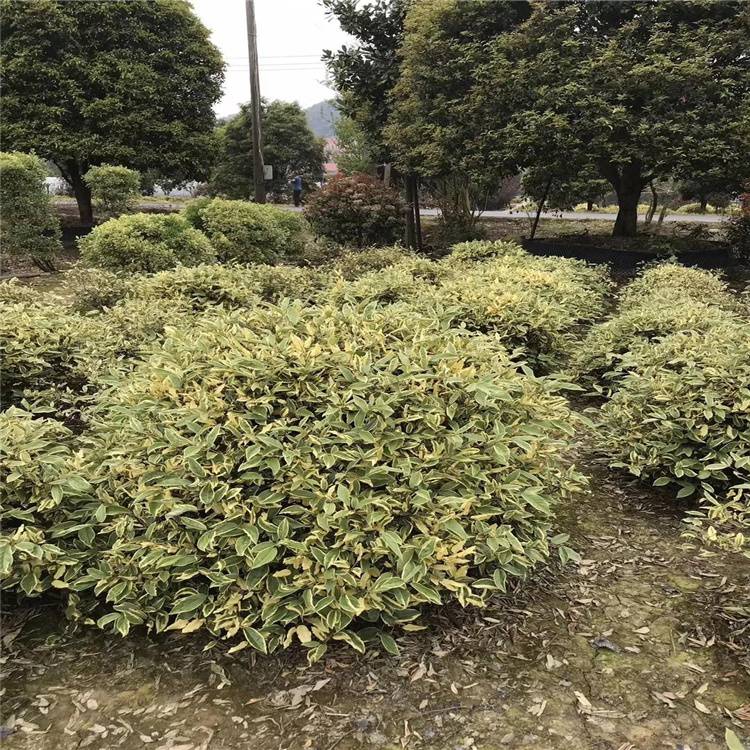 金邊胡頹子球 優(yōu)質(zhì)苗木助力園林綠化工程