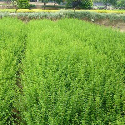 批發(fā)小葉女貞 四季常青的綠化工程優(yōu)選苗木及其價格解析