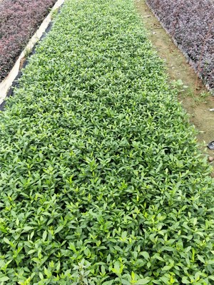 南方綠化工程優(yōu)選 小葉梔子花的景觀價值與種植優(yōu)勢