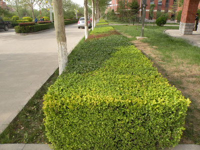 泰安環(huán)境綠化 融合設(shè)計、工程與景觀的綜合性解決方案