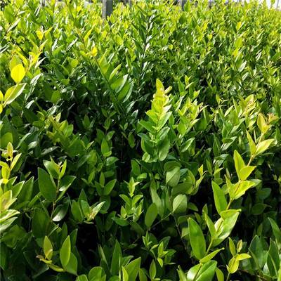 金森女貞 優(yōu)質(zhì)綠化灌木，景觀工程的理想選擇