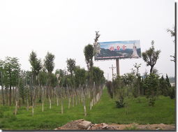 河北邯鄲綠德金園林綠化工程公司 專業(yè)鑄就綠色風景，匠心打造河北園林精品