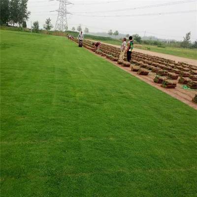 打造綠色生態(tài)，優(yōu)選抗旱抗鹽堿結(jié)縷草草坪——高品質(zhì)園林綠化工程解決方案