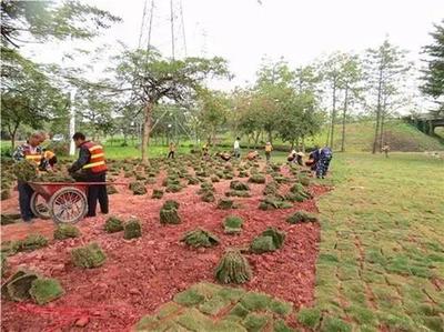 番禺大道“粉紅綢帶”煥新顏 城市景觀提升工程進(jìn)展全解析